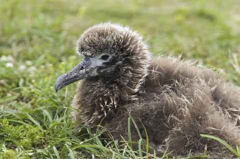 Laysan Albatross (Phoebastria immutabilis), Hawaii, USA