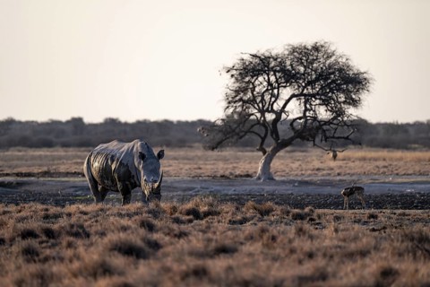 Southern white rhinoceros (Ceratotherium simum simum), Khama Rhino Sanctuary, Serowe, Botswana