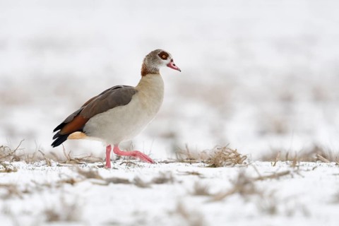 Kräftige Füße... Nilgans *Alopochen aegyptiacus* läuft im Winter bei Schnee über einen Maisacker
