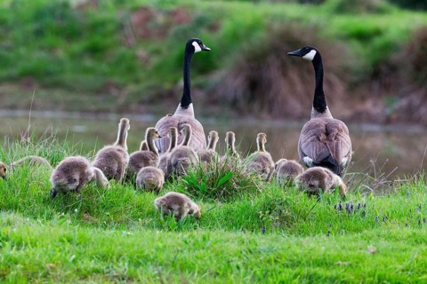 Canada goose chicks (Branta canadensis), or goslings, with parent birds, on a meadow, apptaoaching