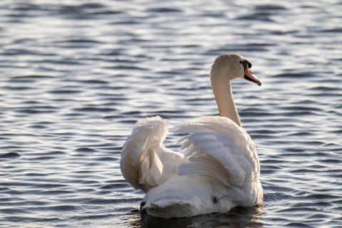 Mute swan (Cygnus olor), evening light, Bagges Dæmning, Ringkøbing Fjord, Denmark