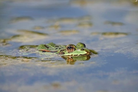 Frog in a pond, June, Saxony, Germany