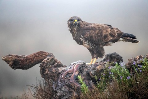 Common Buzzard (Buteo buteo), Castile-La Mancha, Spain