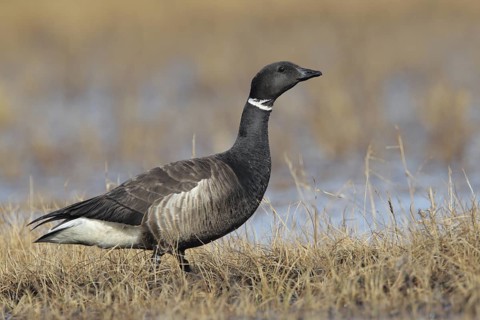Brant Goose (Branta bernicla), Alaska, USA