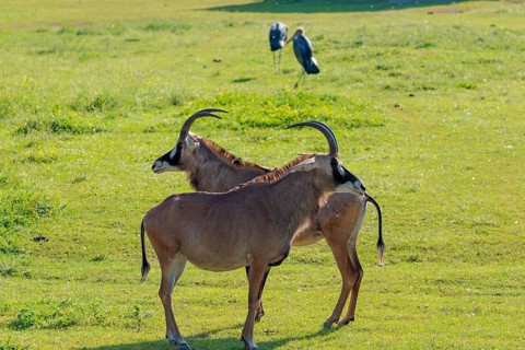 Two female roan antelopes (Hippotragus equinus) and some marabou storks (Leptoptilos crumenifer)