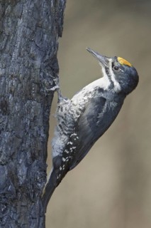 Black-backed Woodpecker (Picoides arcticus) male, Manitoba, Canada