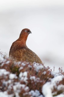 Red grouse (Lagopus lagopus scotica) adult game bird on a snow covered moorland in winter,