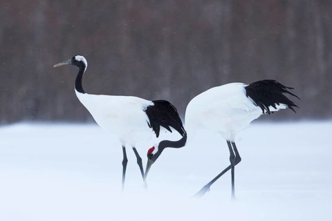 Red-crowned Crane (Grus japonensis), Hokkaido, Japan