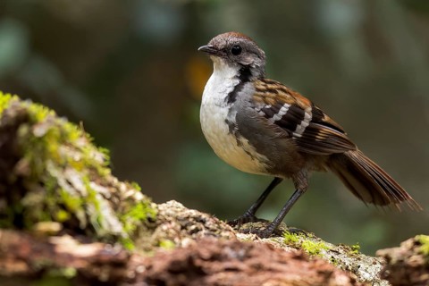 Australian Logrunner (Orthonyx temminckii) perched on a log in eastern Australia