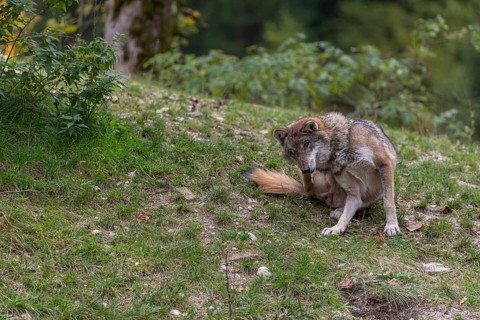 One eurasian gray wolf (Canis lupus lupus) sitting on a hill with green grass, scratching himself