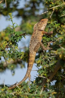 Oriental garden lizard (Calotes versicolor), Oriental garden lizard, Agame, Reptile, Reptiles,