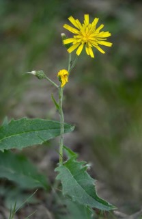 Asteraceae, hawkweed, hieracium murorum, daisy, hawkweed, wild hawkweed, flora, high size, portrait