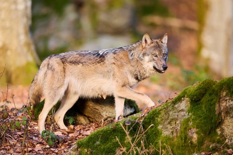Close-up of a Eurasian wolf (Canis lupus lupus) in a forest in spring, Bavarian Forest National