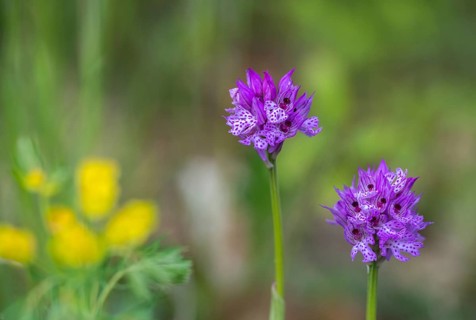 Tridentate Orchid, Neotinea tridentata, Orchidaceae, Orchids, Orchis Tridentata, Flora, Plants,