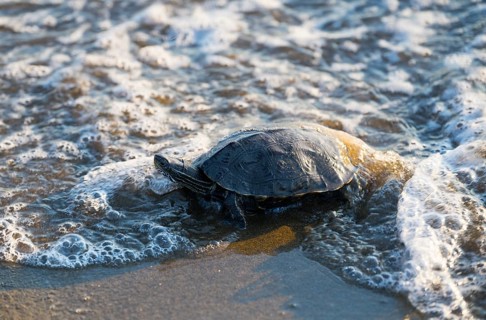 Turtle being lapped by sea waves as it moves forward, Balkan pond turtle (Mauremys rivulata),