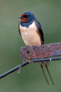 Hirundo rustica, house martin, barn swallow, birds, high size, portrait format, passeri, swallows,
