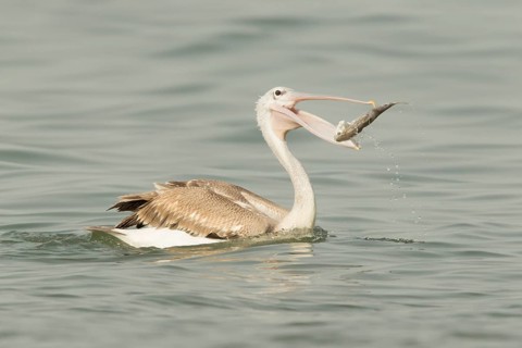 Pink-backed Pelican (Pelecanus rufescens) juvenile eating fish, Gambia