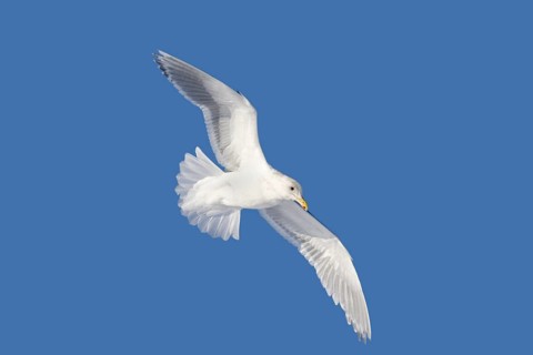 Glaucous-winged Gull Larus glaucescens Homer, ALASKA, United States February Adult winter plumage.