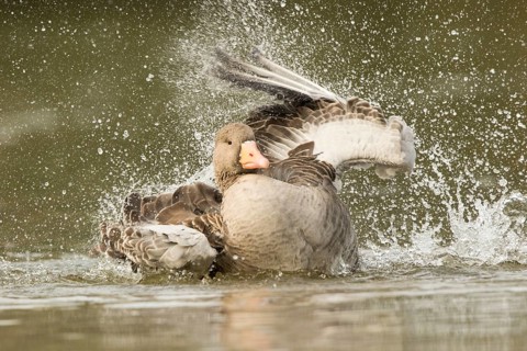 Greylag Goose (Anser anser) bathing, Bavaria, Germany