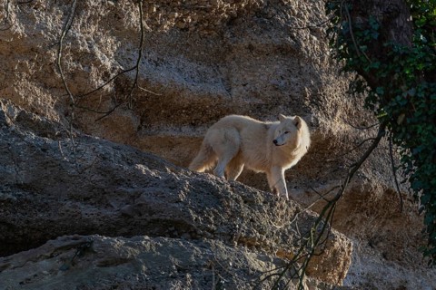 One adult Arctic wolf (Canis lupus arctos) standing high in a rock wall. Early morning light