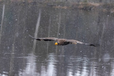 One young Steller's sea eagle (Haliaeetus pelagicus) flying over a lake while snow is falling. A
