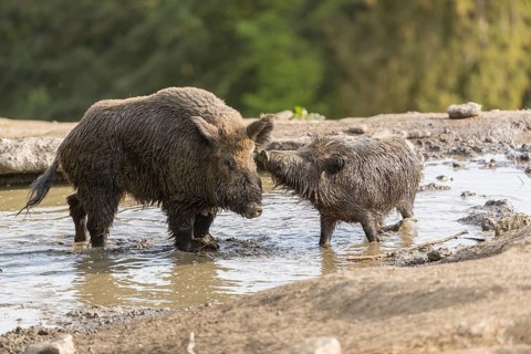 Two wild boar or wild pig (Sus scrofa), meet and greet in a small pool with a green forest in the