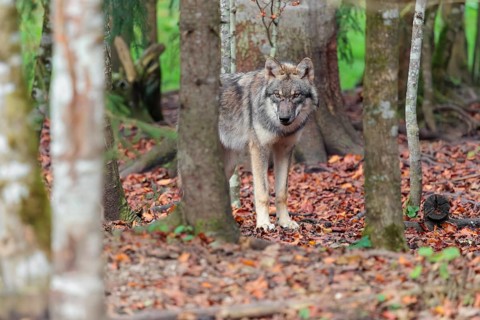 A young grey wolf (Canis lupus lupus) stands in the forest on an overcast day