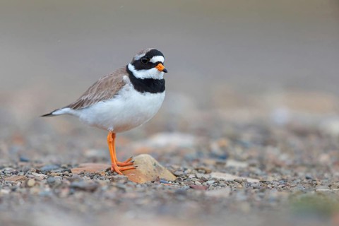Ringed Plover, (Charadrius hiaticula), wading bird, plover family, Longyearbyen, Svalbard