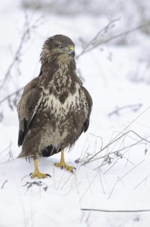 Common Buzzard (Buteo buteo), Mecklenburg-Western Pomerania, Germany