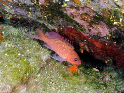 Mediterranean flag perch (Anthias anthias)