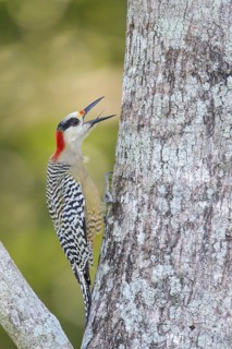 West Indian Woodpecker (Melanerpes superciliaris) perched on a branch in Cuba