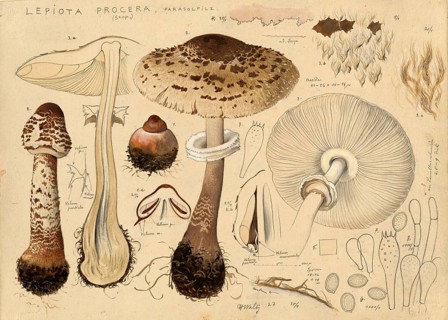 Mushroom, Mushrooms, Parasol mushroom, Macrolepiota procera, Lepiota procera, authentic