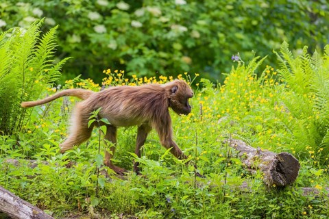 A Gelada (Theropithecus gelada), or bleeding-heart monkey stands amidst riverine vegetation