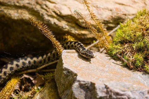 One Vipera berus, the common European adder or common European viper, creeps over moss and rocks
