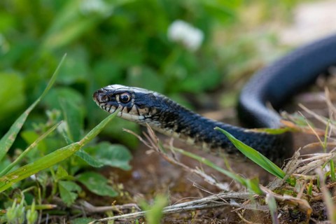 Dark Green Snake, Yellow-Green Wrath Snake, Granelli, Hierophis Viridiflavus, Italy, Pantani Cuba