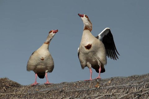 Egyptian goose (Alopochen aegyptiaca) two adult birds calling on a thatched roof of a building,
