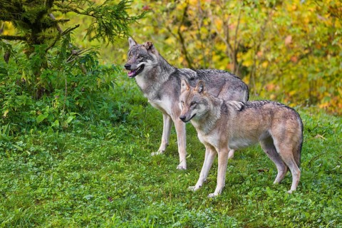 Two eurasian gray wolves (Canis lupus lupus) stand on a hill, observing the area. A forest in fall
