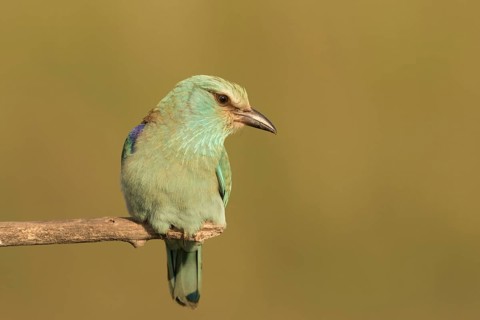 European Roller (Coracias garrulus) female perched on a branch, Serbia