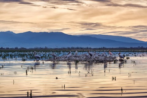 Dalmatian pelicans (Pelecanus crispus) on an island in Lake Kerkini, Lake Kerkini, dawn, Central