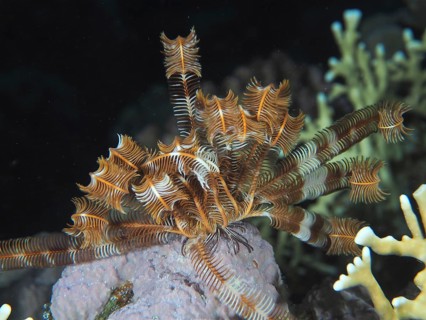 Klunzinger's hairstar (Lamprometra klunzingeri)