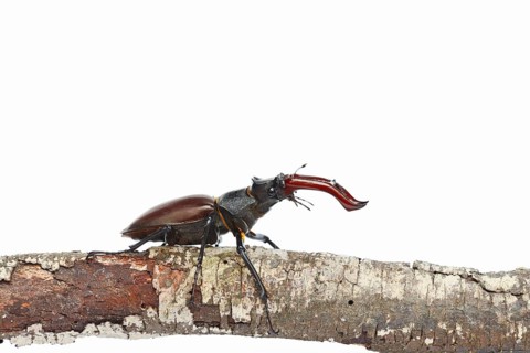 Stag beetle (Lucanus cervus), male on a branch against a white background, Normandy, France