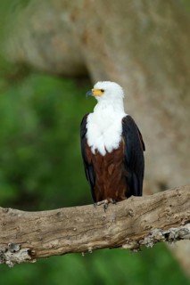 Afrikaanse Zeearend zittend op tak, African Fish Eagle sitting on a branch