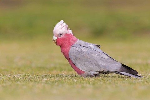 Galah (Eolophus roseicapilla), Victoria, Australia