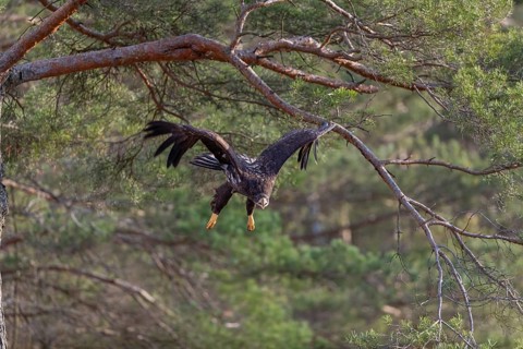 One white-tailed eagle (Haliaeetus albicilla) flying off of a pine tree standing in dry grass on