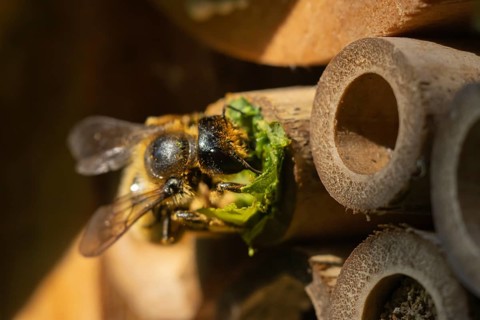 Leafcutter bee (Megachile willughbiella) adult insect filling a hole with a leaf in a garden bee