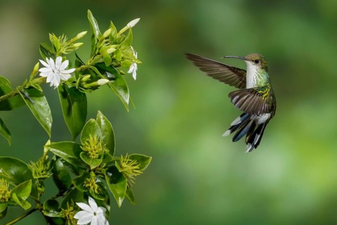 Red-billed Streamertail (Trochilus polytmus) female flying, Jamaica