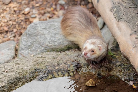 A female ferret (Mustela putorius furo) drinking from a little pond in a garden
