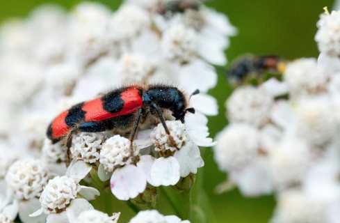 Bee beetle, bee wolf, common bee beetle, immense beetle, immense wolf, trichodes apiarius, beetle,