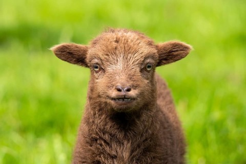 Brown lamb, Ouessant sheep (Breton dwarf sheep), portrait. The incisors in the lower jaw are