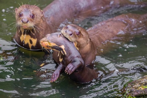 An adult giant otter or giant river otter (Pteronura brasiliensis) swims in a small river carrying